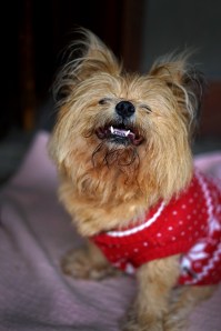 Little Morning Star Lucerito DSC00452 small