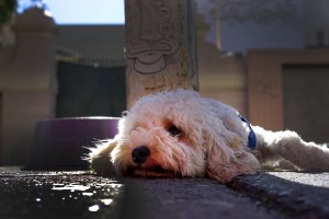 Hump Day dog DSC01023 small